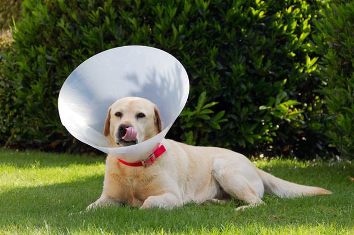 Błędy przy zakładaniu kołnierza