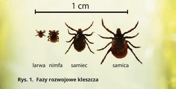 Choroby przenoszone przez kleszcze