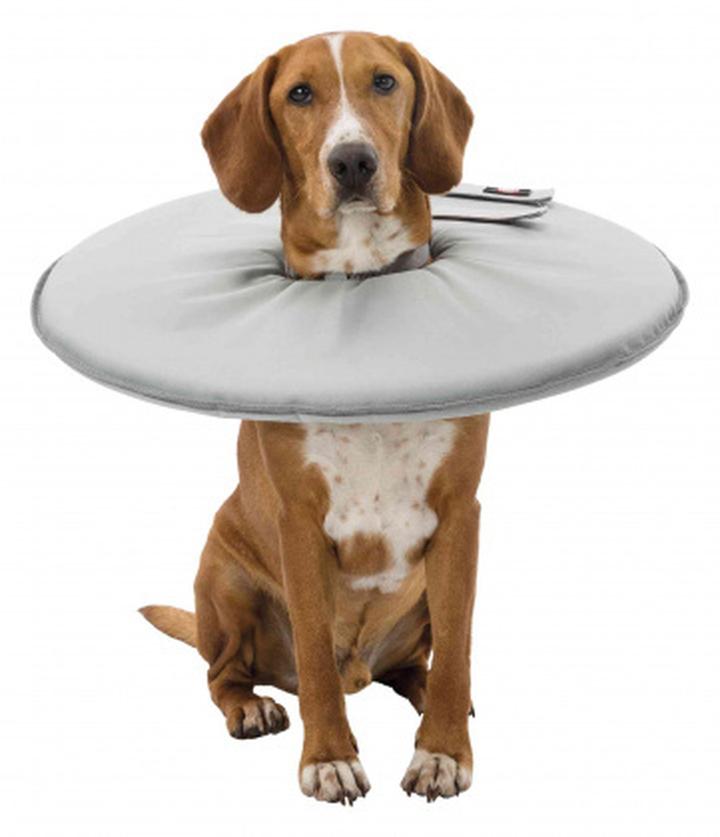 Jak wybrać kołnierz dla psa