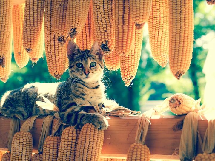 Koty a kukurydza