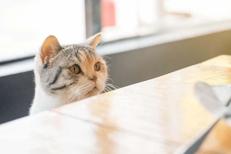 Masło w diecie kota