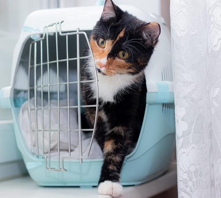 Nagłe zmiany w zachowaniu kota