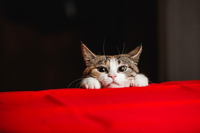 Nietolerancja tłuszczów u kotów