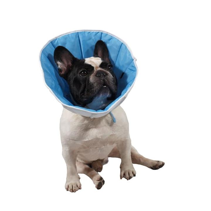 Poradnik dla właścicieli psów