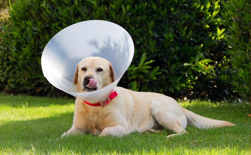 Zalety kołnierza dla psa