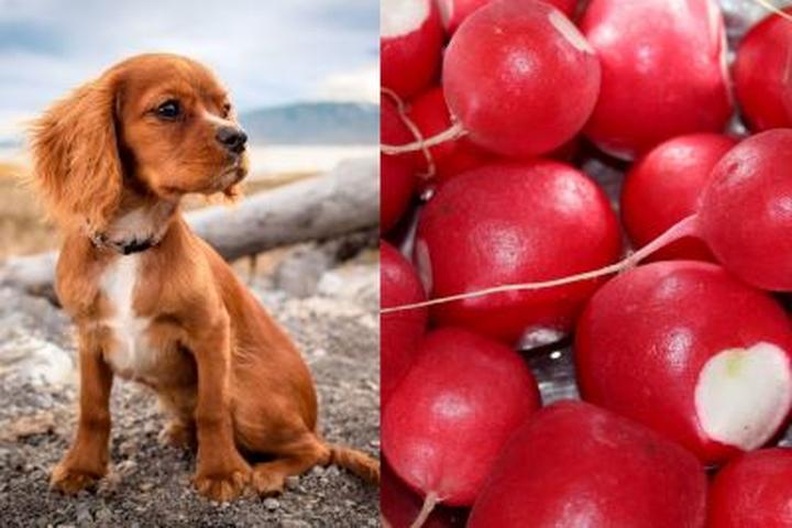 Zdrowe przekąski dla psa