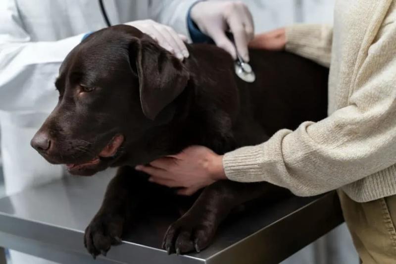 Weterynarz w USA – ile można zarobić i czy to dobry wybór kariery?