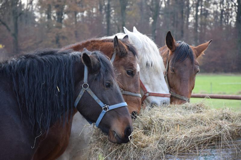 Bezpieczeństwo odrobaczania koni