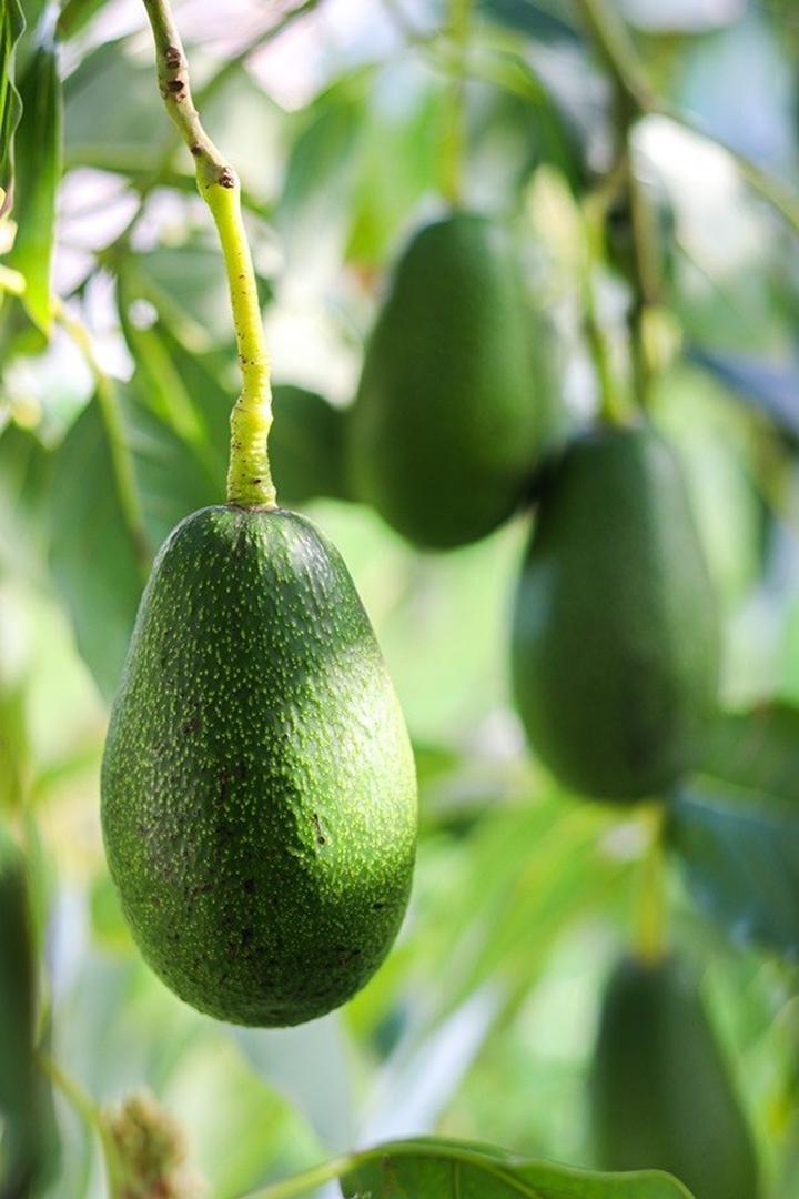 Nietolerancja awokado u psa