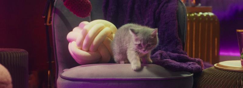 Składniki odżywcze dla kota