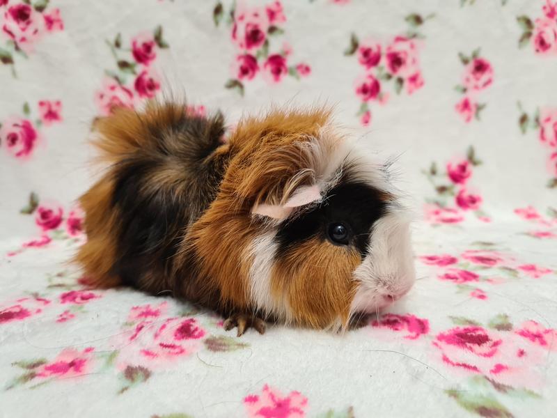 Świnka morska a środowisko