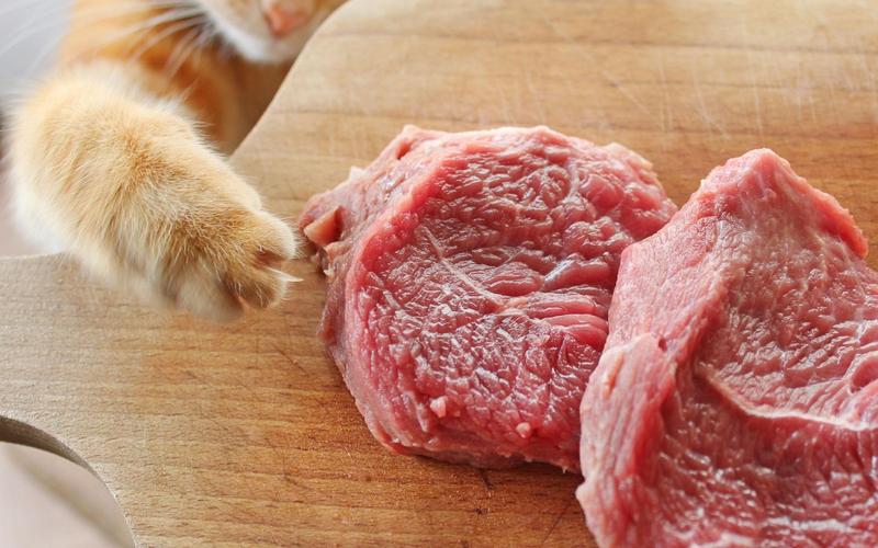 Zagrożenia zdrowotne dla kotów