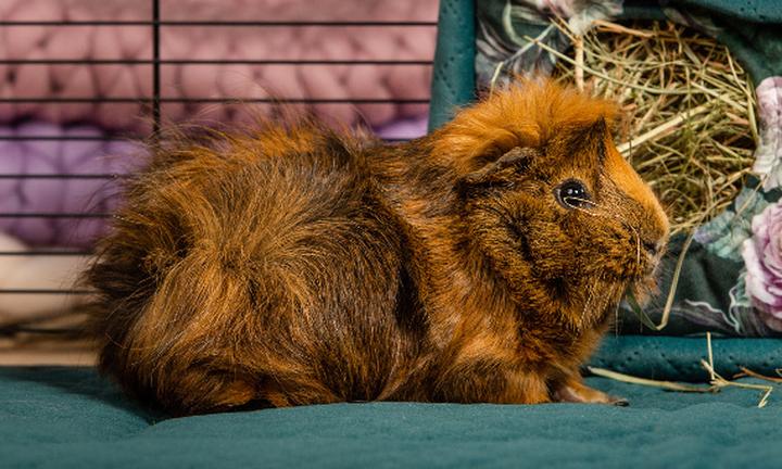 Zdrowie świnki morskiej