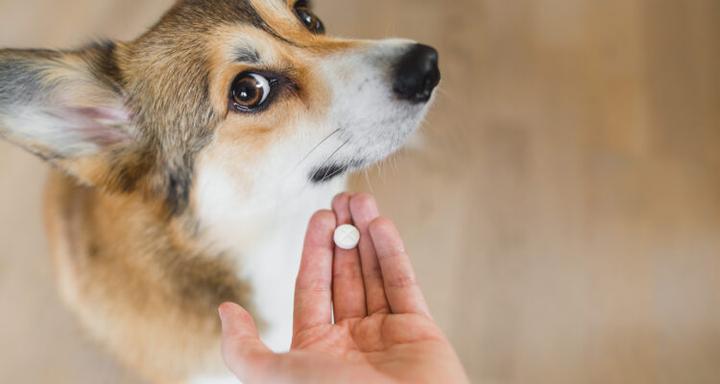 Zdrowie zwierząt domowych