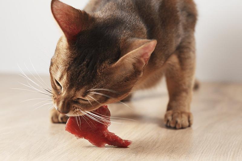 Źródła surowego mięsa