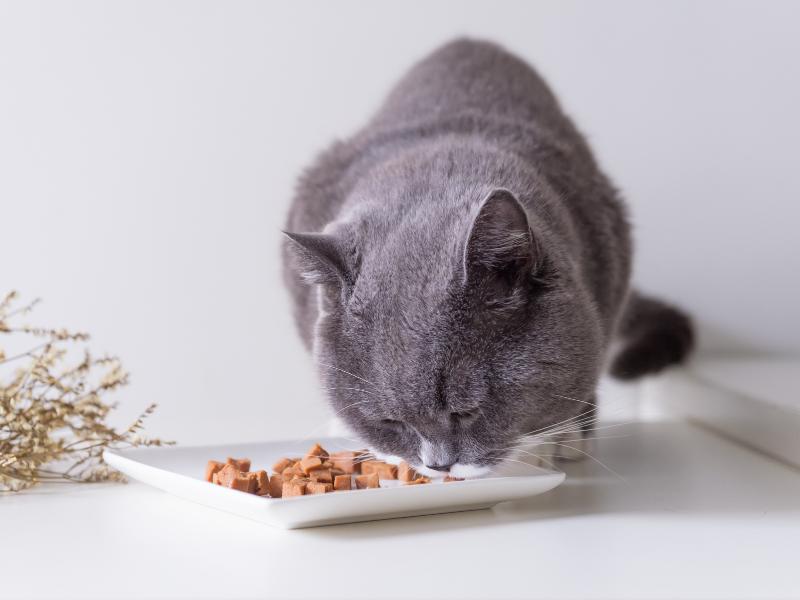 Czy koty mogą jeść groszek? Odkryj zaskakujące fakty na temat ich diety!