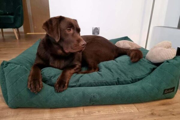 Jak znaleźć idealne legowisko dla labradora? Praktyczne porady i sprawdzone modele
