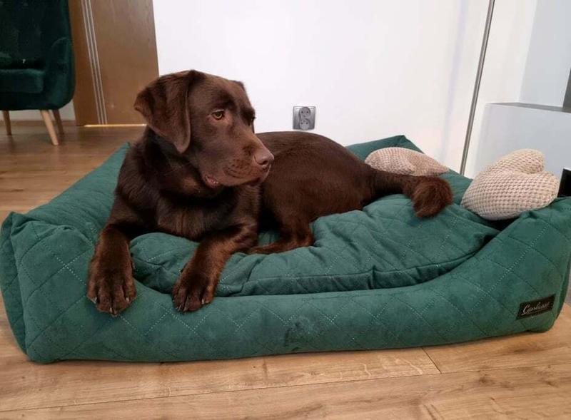 Jak znaleźć idealne legowisko dla labradora? Praktyczne porady i sprawdzone modele