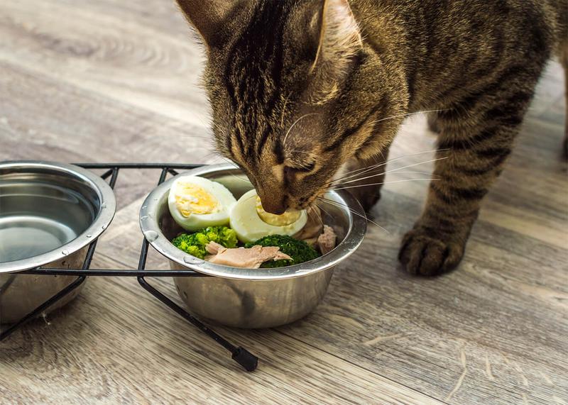 Koty a jajka: Praktyczny poradnik o bezpiecznym karmieniu pupila