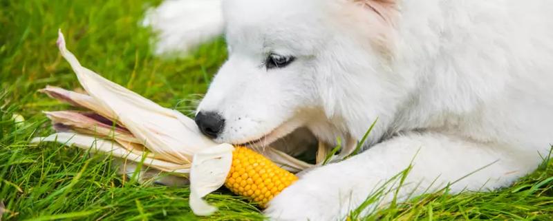 Kukurydza dla psa – jak bezpiecznie wprowadzić ten smakołyk do diety pupila?