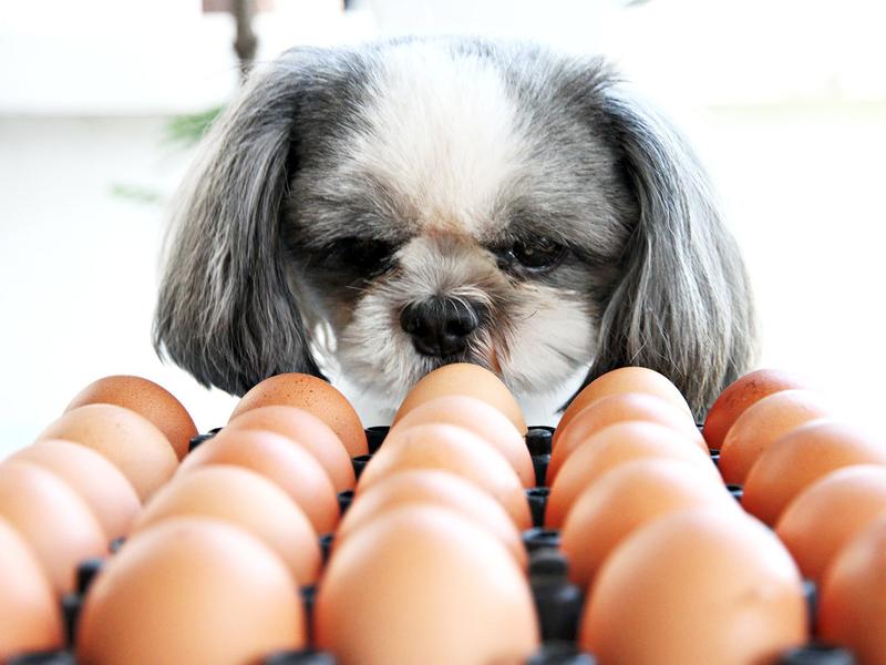 Bezpieczeństwo karmienia psów