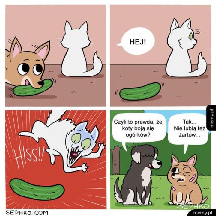 Bezpieczeństwo żywności dla kotów