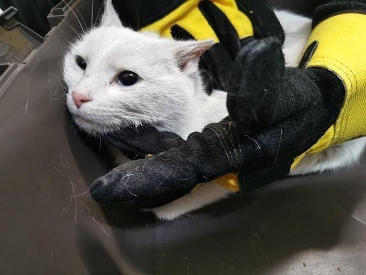 Bezpieczne karmienie kotów