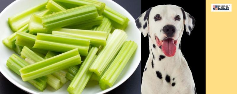 Karmienie psów selerem