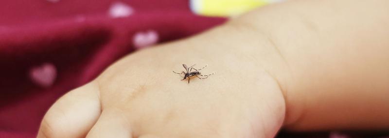 Naturalni wrogowie kleszczy