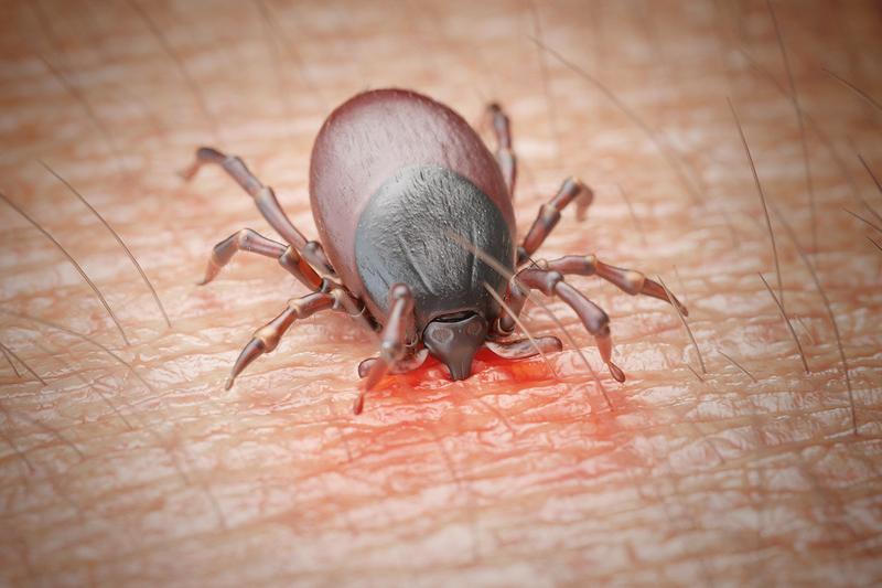 Ochrona przed kleszczami