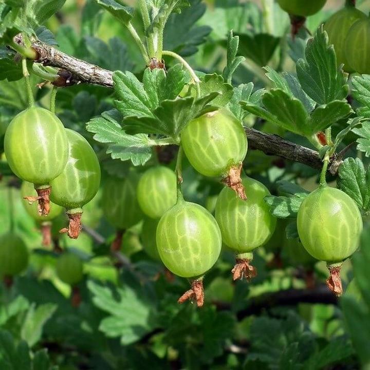 Opinie weterynarzy o owocach