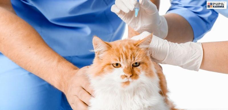 Praktyczne porady odrobaczanie kotów