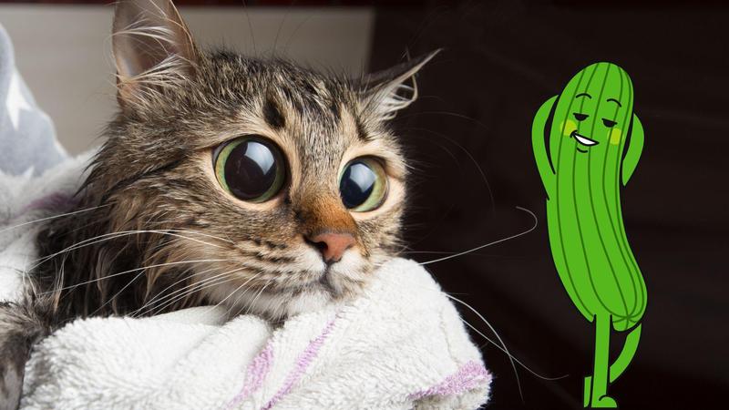 Przekąski dla kotów