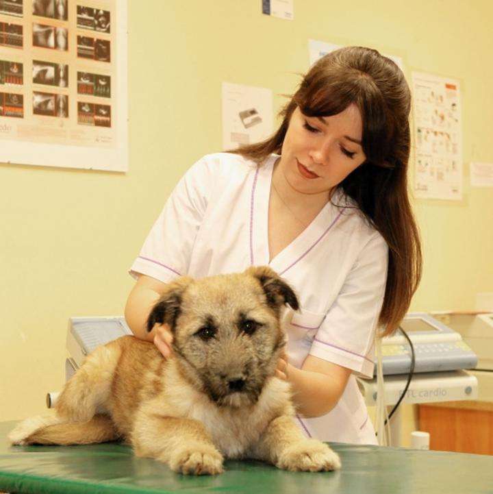 Przygotowanie na wizytę u weterynarza