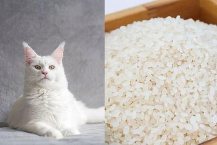 Przygotowanie ryżu dla kota