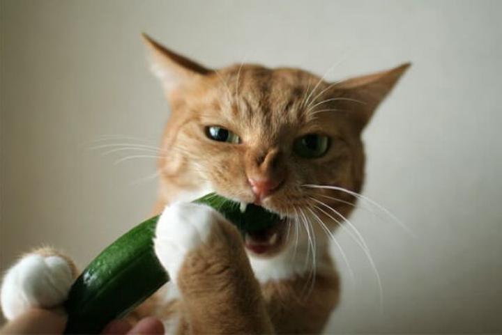 Reakcje kotów na nowe jedzenie