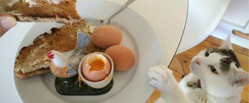 Surowe jajka dla kotów
