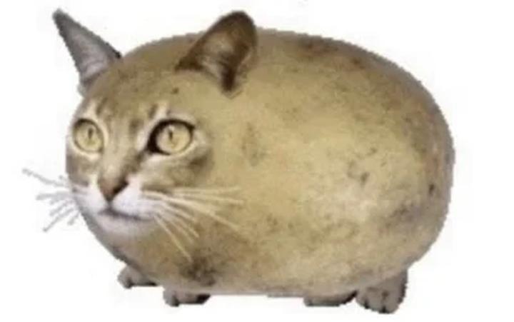 Surowe ziemniaki a koty