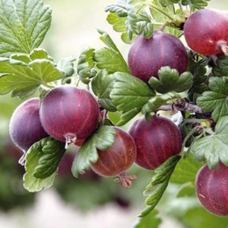 Wprowadzanie agrestu do diety psa