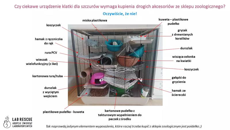Zakup klatki dla szczurów