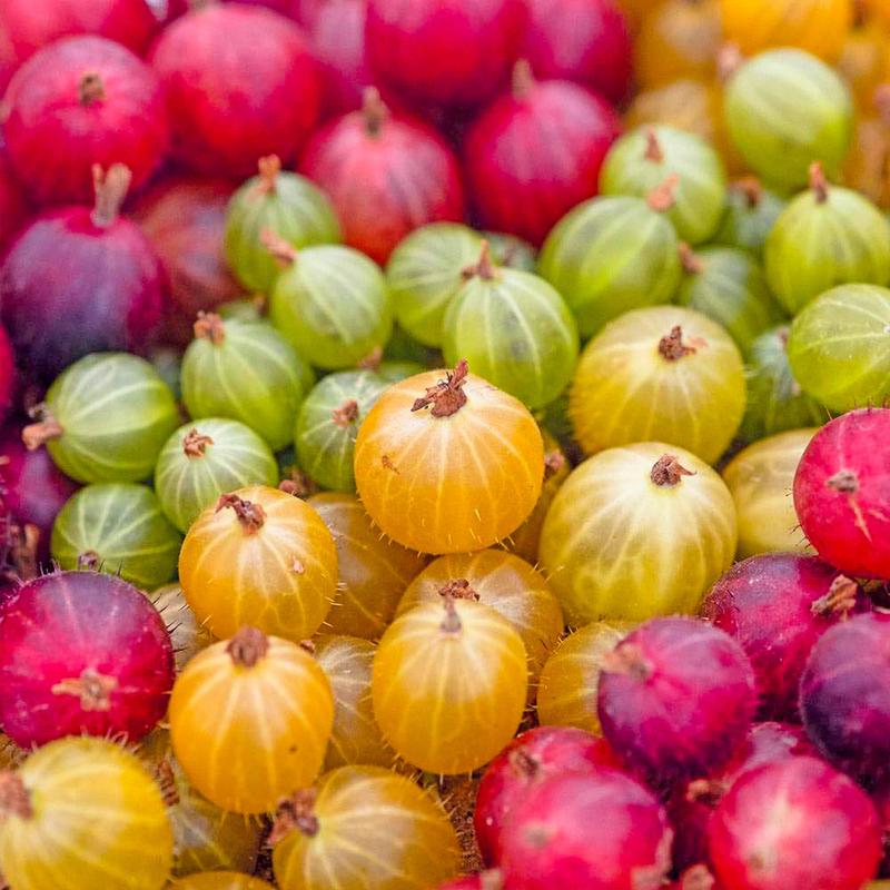 Zdrowotne zalety agrestu