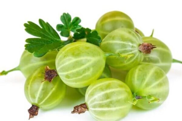 Agrest w psiej diecie: co warto wiedzieć o zdrowotnych aspektach i kontrowersjach