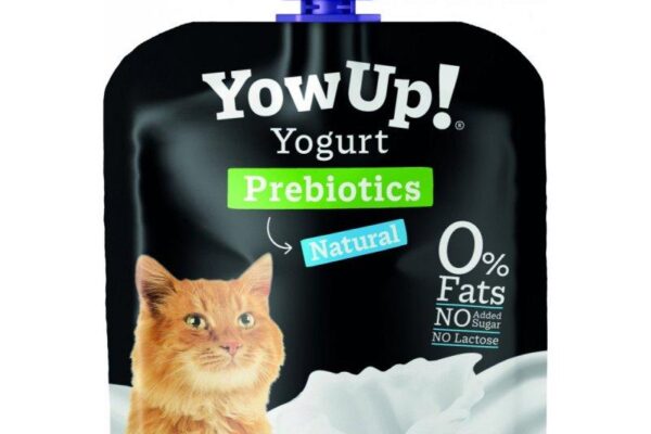 Czy koty mogą jeść jogurt? Sprawdź bezpieczne opcje i zagrożenia dla zdrowia twojego pupila