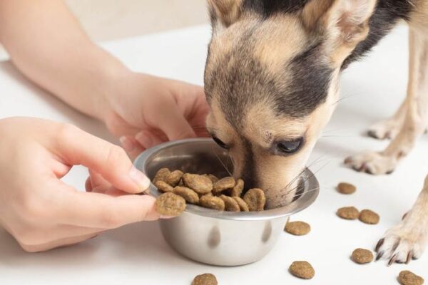 Czy pies może jeść ryż? Bezpieczne zasady żywienia krok po kroku