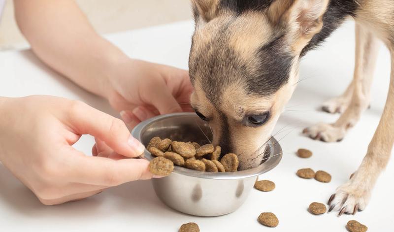 Czy pies może jeść ryż? Bezpieczne zasady żywienia krok po kroku