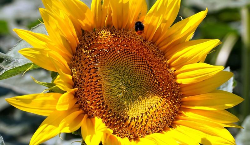 Czy słonecznik jest bezpieczny dla psów? Sprawdź, jak uniknąć problemów zdrowotnych!