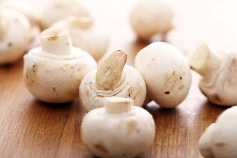 Koty a pieczarki – jakie zagrożenia czekają na twojego pupila?