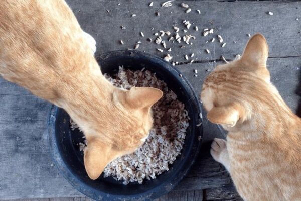 Koty a ryż – jakie zasady stosować, aby zapewnić bezpieczeństwo pupila?