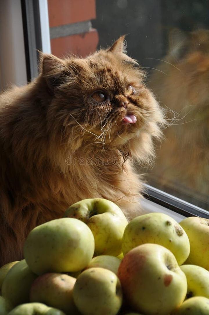 Bezpieczeństwo jabłek dla kota