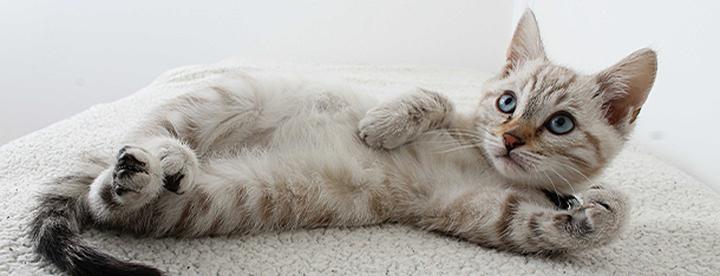 Bezpieczeństwo karmienia kota